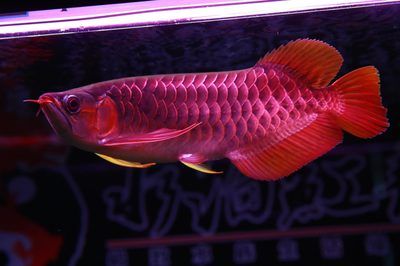 紅龍魚吃什么小魚好（紅龍魚吃什么最好） 龍魚百科 第2張