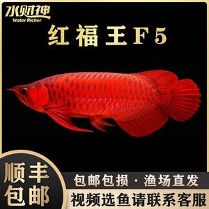 紅龍魚可以活多久（紅龍魚的壽命是多少年紅龍魚的壽命多長時間能活多久） 龍魚百科 第2張