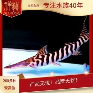 廣州水族批發(fā)市場祥龍魚場地址在哪里（廣州水族批發(fā)市場祥龍魚場）