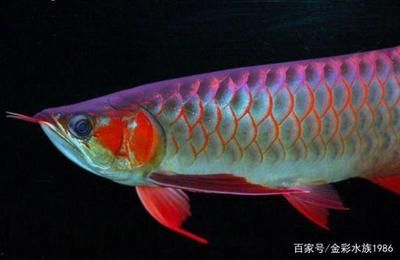 紅龍魚品種當(dāng)中當(dāng)以辣椒紅龍魚為極品()（帝王辣椒紅龍魚價(jià)格表）