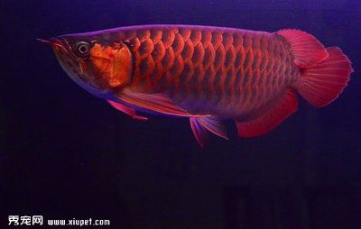 紅龍魚(yú)品種當(dāng)中當(dāng)以辣椒紅龍魚(yú)為極品()（帝王辣椒紅龍魚(yú)價(jià)格表） 龍魚(yú)百科 第4張