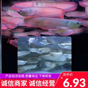 紅金龍魚苗多少錢一條（紅金龍魚苗價格(多少錢一條金龍魚苗多少錢一條）