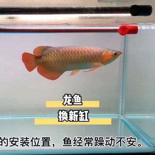 紅龍魚換新缸的正確方法（紅龍魚更換新缸之前要確保新缸已徹底清洗并消毒）