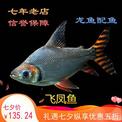 紅龍魚換新缸的正確方法（紅龍魚更換新缸之前要確保新缸已徹底清洗并消毒）