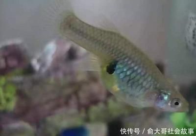 剛出生的龍魚吃什么（剛出生的龍魚在仔魚階段的飲食習慣和成年龍魚有很大的不同） 龍魚百科 第1張