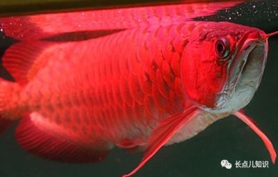 紅龍魚哪個品種好看一點(diǎn)的（十大最漂亮的龍魚品種→maigoo生活榜） 龍魚百科 第4張