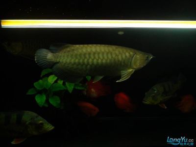 龍魚批發(fā)祥龍魚場（金龍魚古典過背金龍魚）