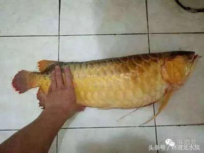 紅龍魚吃什么長的快一點(diǎn)（紅龍魚吃什么長得快） 龍魚百科 第3張