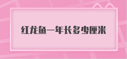 紅龍魚(yú)每年長(zhǎng)多少公分（紅龍魚(yú)一年能長(zhǎng)多大） 龍魚(yú)百科 第4張