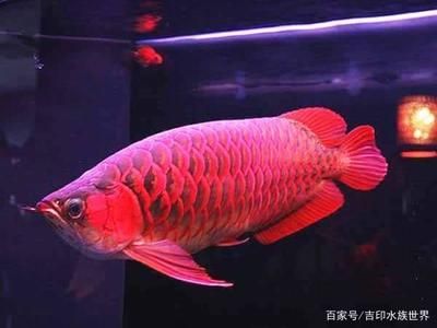 紅龍魚如何飼養(yǎng)（紅龍魚的飼養(yǎng)方法） 龍魚百科 第6張