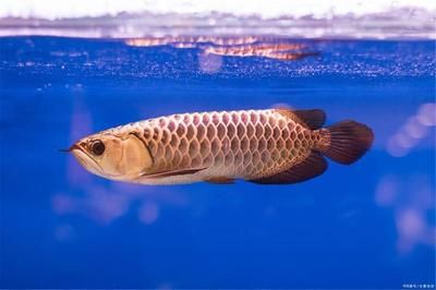 高背跟過(guò)背龍魚的差別大嗎（高背龍魚與過(guò)背龍魚在多個(gè)方面存在顯著的差別使得兩者在觀賞價(jià)值）