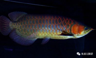 紅龍魚(yú)排行榜最新（2018紅龍魚(yú)排行榜） 龍魚(yú)百科 第5張