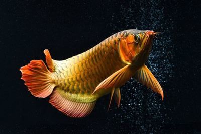 紅龍魚(yú)排行榜最新（2018紅龍魚(yú)排行榜） 龍魚(yú)百科 第7張