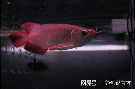 紅龍魚如何發(fā)色（關(guān)于紅龍魚發(fā)色的幾個重要方面） 龍魚百科 第4張