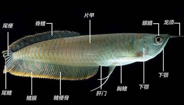 關(guān)于銀龍魚的說說文案（銀龍魚作文素材）