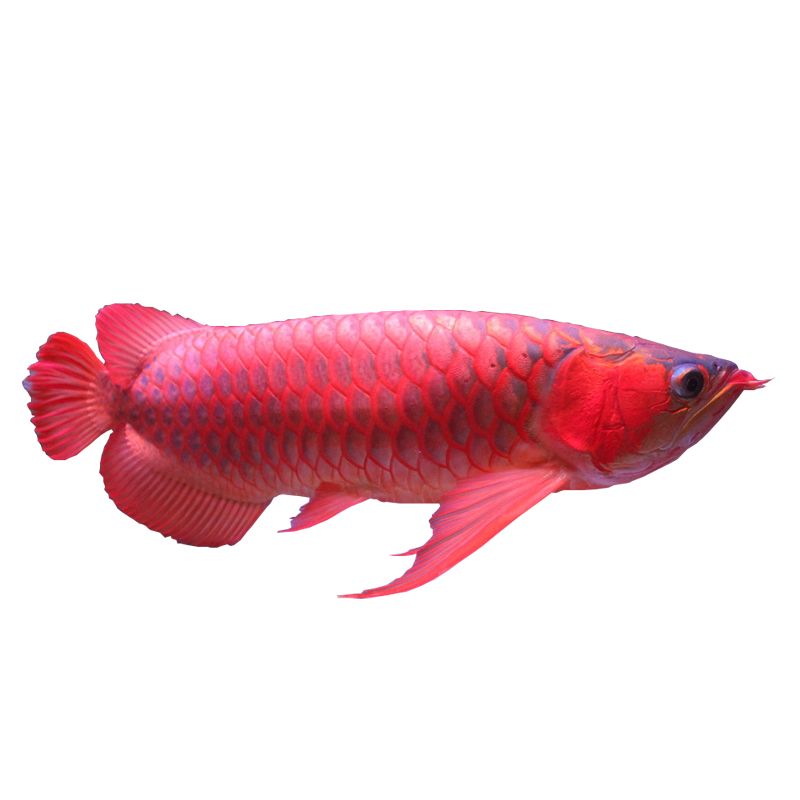 紅金龍魚(yú)吃什么食物為主（紅金龍魚(yú)吃什么食物最好） 龍魚(yú)百科 第2張