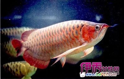 紅龍魚金龍魚哪個貴（紅龍魚和金龍魚哪個品種最貴紅龍魚什么品種最貴） 龍魚百科 第6張