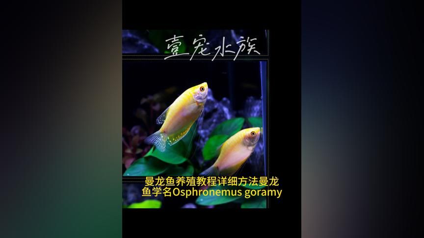 觀賞魚(yú)曼龍魚(yú)怎么養(yǎng)活的（曼龍魚(yú)怎么養(yǎng)_曼龍魚(yú)的飼養(yǎng)方法） 龍魚(yú)百科 第2張