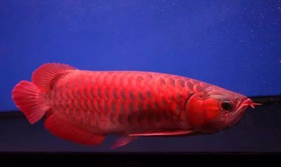 紅龍魚去哪里買比較好一點（買紅龍魚哪家水族店品質(zhì)好？） 龍魚百科 第5張