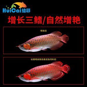 紅龍魚金龍魚銀龍魚最好看（哪種龍魚最好看） 龍魚百科 第7張