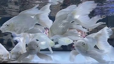 祥龍魚場品牌龍魚40年（最好的龍魚缸品牌是哪個） 龍魚百科 第7張