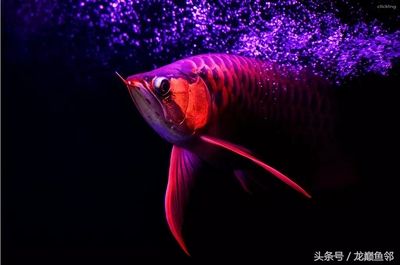 對(duì)龍魚(yú)的形容句子怎么寫(xiě)的（形容“龍魚(yú)”的句子）