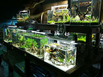 水族館加盟找祥龍魚(yú)場(chǎng)多少錢（水族館加盟找祥龍魚(yú)場(chǎng)多少錢水族館加盟費(fèi)查詢網(wǎng)）