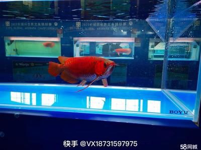 西安魚缸定做祥龍魚場(chǎng)代理店（西安魚缸定做哪家好西安魚缸定做祥龍魚場(chǎng)代理店）