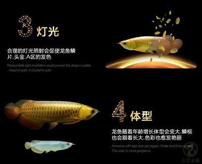 古典金龍魚什么時(shí)候開始發(fā)色（古典金龍魚什么時(shí)候發(fā)色金龍魚什么時(shí)候發(fā)色）