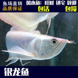 關(guān)于銀龍魚(yú)的作文 龍魚(yú)百科 第3張