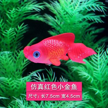 觀(guān)賞魚(yú) 金龍魚(yú)（金龍魚(yú)的簡(jiǎn)單介紹）