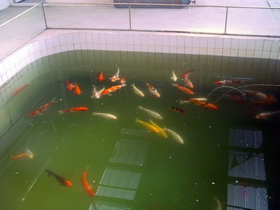 祥龍魚場觀賞魚怎么養(yǎng)的好（新手養(yǎng)觀賞魚怎么養(yǎng)殖觀賞魚的日常管理要點）