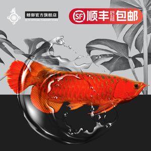 紅龍魚(yú)logo（關(guān)于紅龍魚(yú)logo的一些問(wèn)題） 龍魚(yú)百科 第1張