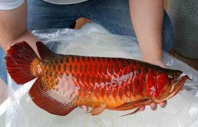 紅金龍魚價(jià)格258萬（紅金龍魚價(jià)格258萬-2024年） 龍魚百科 第3張