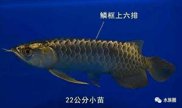 40公分龍魚(yú)鱗片掉了多久長(zhǎng)好（40公分龍魚(yú)鱗片掉了多久能長(zhǎng)好360問(wèn)答） 龍魚(yú)百科 第3張