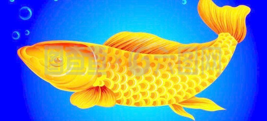 關(guān)于金龍魚的成語（關(guān)于金龍魚的成語：金龍魚的寓意）