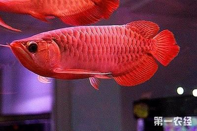 紅龍魚能賣多少錢（紅龍魚價(jià)格多少錢一條） 龍魚百科 第5張