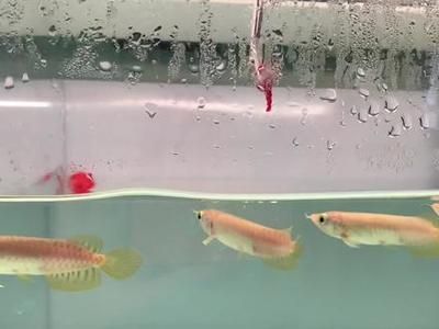 紅龍魚苗喂什么好（紅龍魚怎么養(yǎng)紅龍魚的正確飼養(yǎng)方法） 龍魚百科 第2張