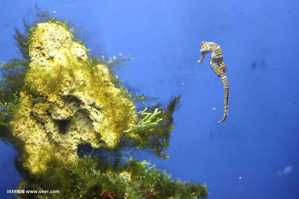 淡水海龍魚（淡水海龍魚怎么繁殖）