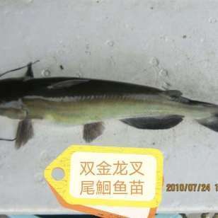 購(gòu)買金龍魚苗違法嗎（購(gòu)買金龍魚苗并不違法，但如果是購(gòu)買金龍魚苗并不違法） 龍魚百科 第3張