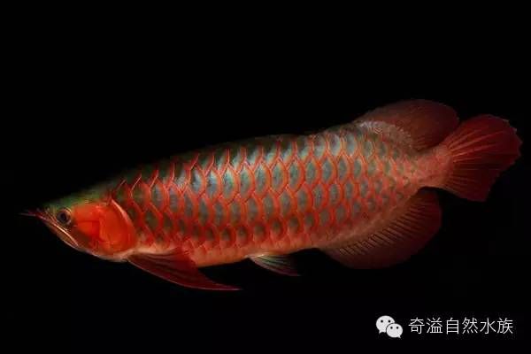 紅龍魚是不是風水魚（紅龍魚的風水作用） 龍魚百科 第6張