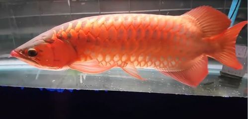 紅龍魚吃框是什么意思（紅龍魚吃什么發(fā)色最好） 龍魚百科 第2張