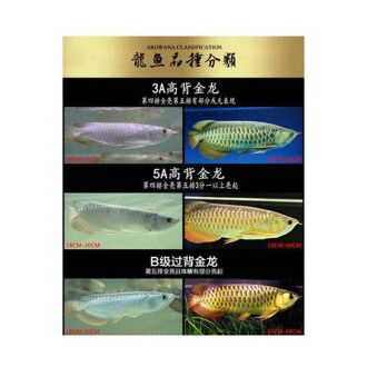 過背金龍魚發(fā)色階段圖（揭秘藍(lán)底過背金龍魚的藍(lán)底發(fā)色原因）