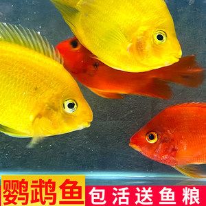 觀賞魚銀龍魚多少錢一條（銀龍魚價(jià)格多少錢一條？）