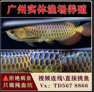 紅龍魚苗批發(fā)廠家直銷價格（2024年紅龍魚苗的批發(fā)價格存在一定的波動） 龍魚百科 第2張