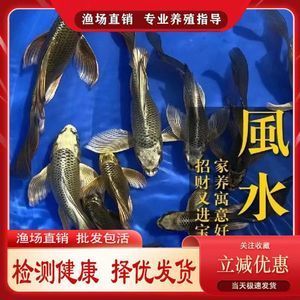 紅龍魚苗批發(fā)廠家直銷價格（2024年紅龍魚苗的批發(fā)價格存在一定的波動） 龍魚百科 第7張