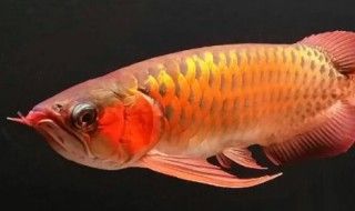 各種龍魚(yú)的寓意和象征（龍魚(yú)的寓意和象征）