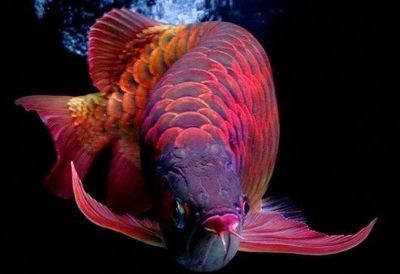 紅金龍魚多少錢一條（紅金龍魚價格-2024年最新紅金龍魚價格、批發(fā)報價、價格大全）