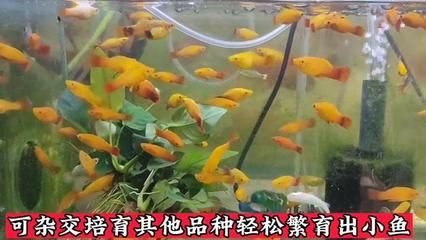 祥龍魚(yú)場(chǎng)觀賞魚(yú)有哪些品種（南美觀賞魚(yú)有哪些品種(祥龍魚(yú)場(chǎng)） 龍魚(yú)百科 第2張