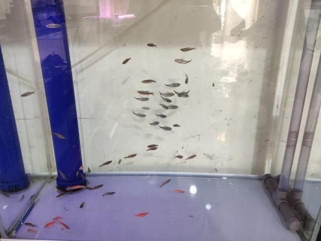 祥龍魚(yú)場(chǎng)觀賞魚(yú)有哪些品種（南美觀賞魚(yú)有哪些品種(祥龍魚(yú)場(chǎng)） 龍魚(yú)百科 第7張